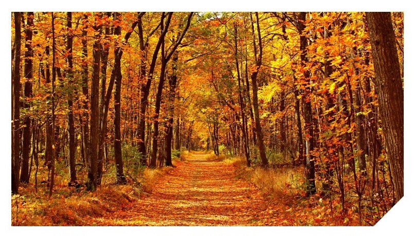autumn trail in the woods